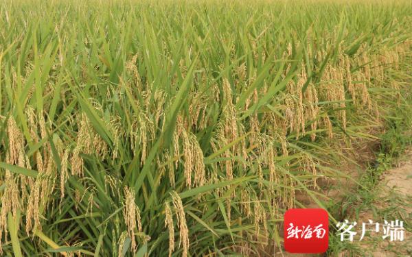 El arroz de doble cultivo logra un alto rendimiento en una ciudad tropical de China