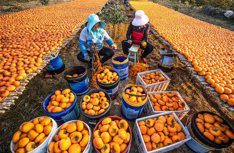 Caquis entran en temporada de cosecha en Wanrong, Shanxi.