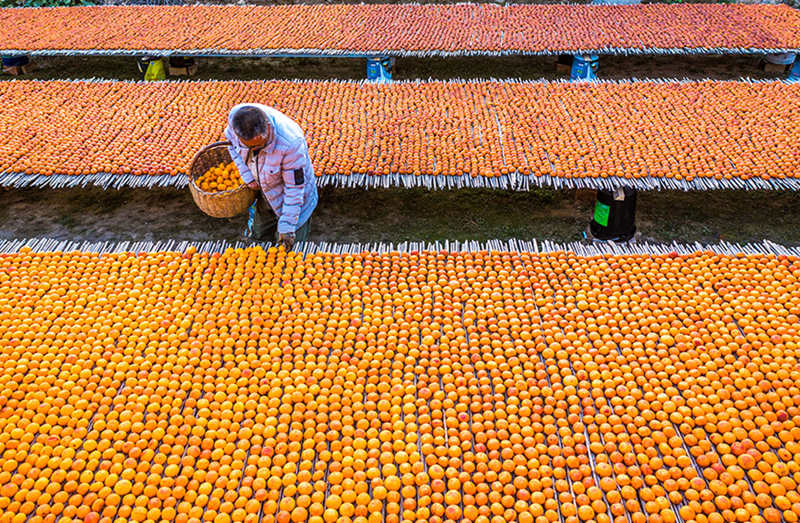 Caquis entran en temporada de cosecha en Wanrong, Shanxi.