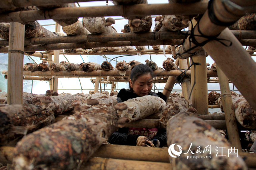 Un agricultor cosecha setas shiitake en un invernadero. (foto / Yu Huilin)