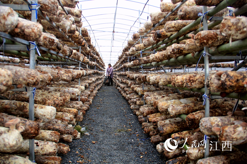 Un agricultor cosecha setas shiitake en un invernadero. (foto / Yu Huilin)