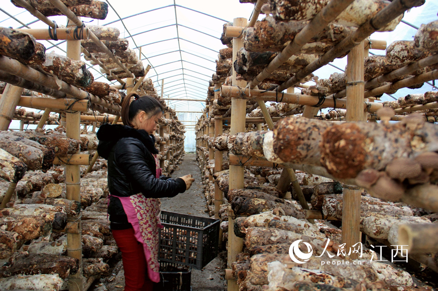 Un agricultor trabaja en un invernadero. (foto / Yu Huilin)