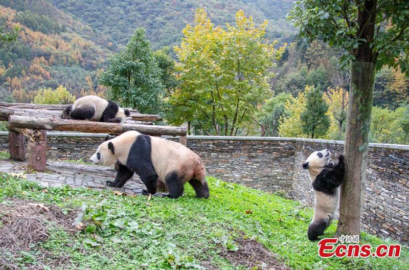 Los pandas gigantes disfrutan del oto?o en Sichuan