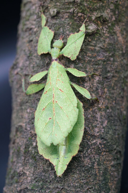 Parque Nacional de la Selva Tropical: paraíso de insectos en Hainan