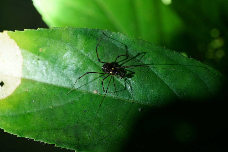 Parque Nacional de la Selva Tropical: paraíso de insectos en Hainan