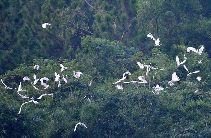 Las garzas se posan en el bosque de bambú de Xiaomanpo. Foto de Mo Zuyong