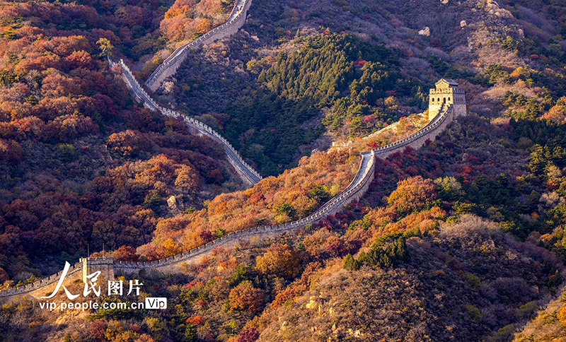 Beijing: las monta?as de la Gran Muralla de Badaling se vuelven rojas