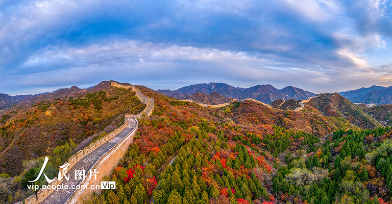 Beijing: las monta?as de la Gran Muralla de Badaling se vuelven rojas