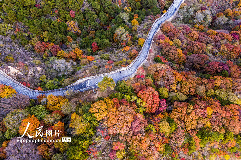 Beijing: las monta?as de la Gran Muralla de Badaling se vuelven rojas