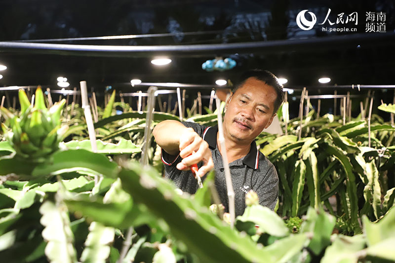 Las luces en los campos de frutas son como estrellas, conectadas en un conjunto. Por Niu Liangyu, Pueblo en Línea