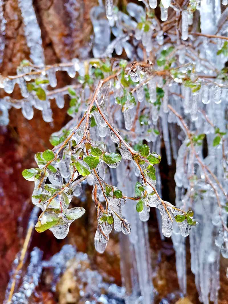 Una capa de hielo cubre los bosques de Qingdao