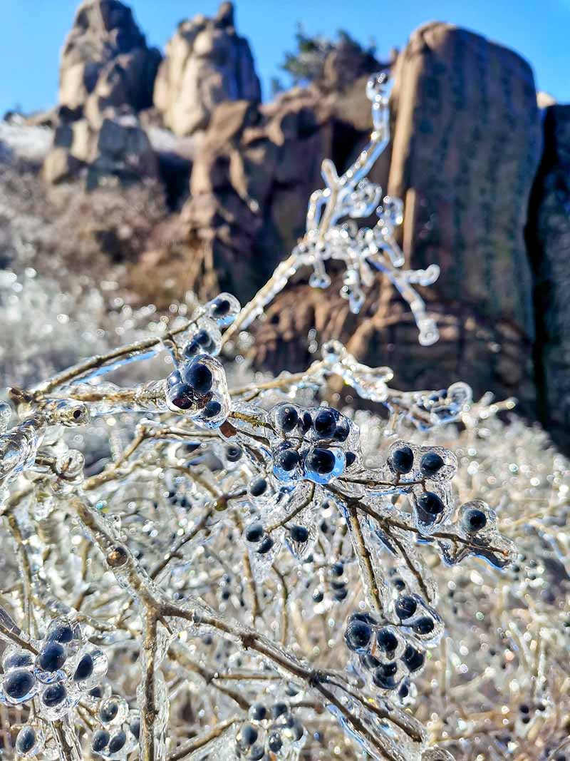 Una capa de hielo cubre los bosques de Qingdao