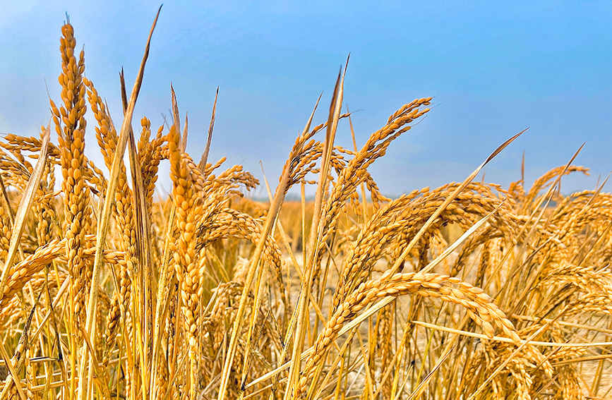 El arroz marino asegura una abundante cosecha en Tianjin