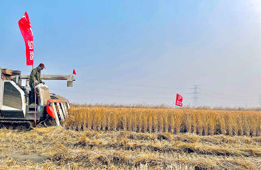 El arroz marino asegura una abundante cosecha en Tianjin