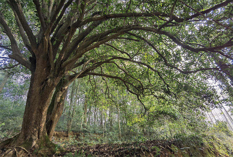 Descubren un árbol de Osmanthus de 560 a?os en el centro de China