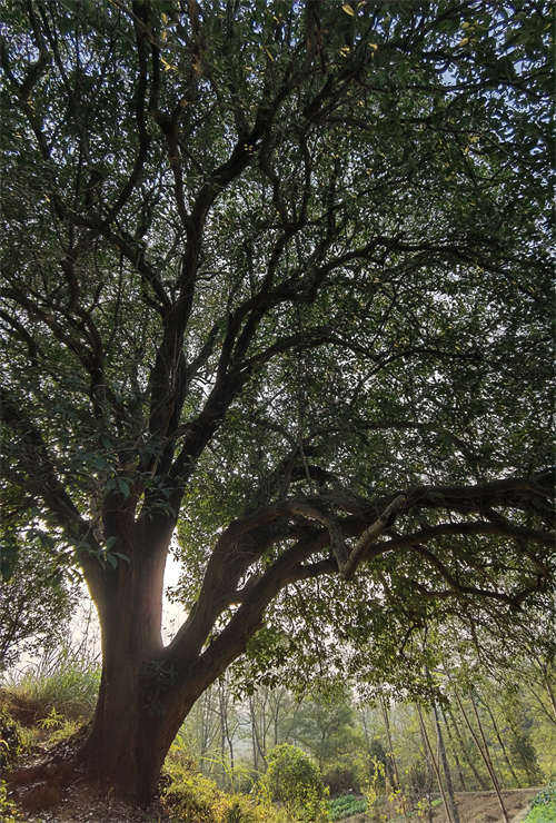 Descubren un árbol de Osmanthus de 560 a?os en el centro de China