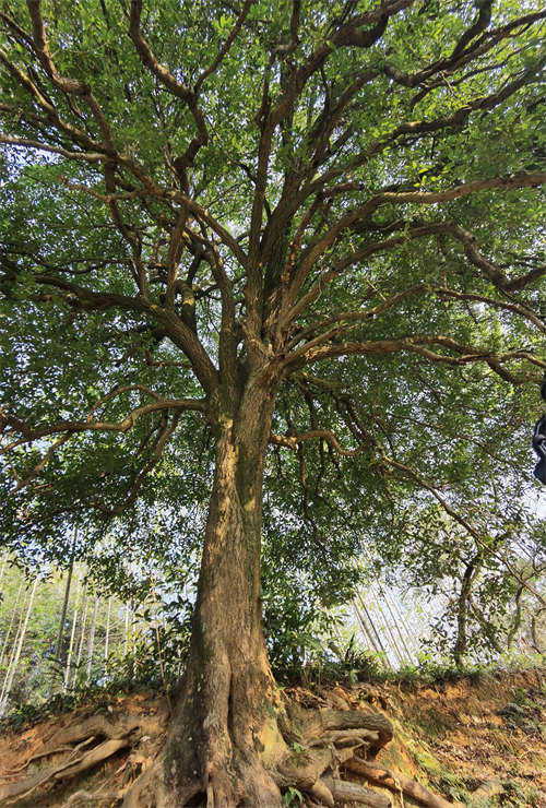 Descubren un árbol de Osmanthus de 560 a?os en el centro de China