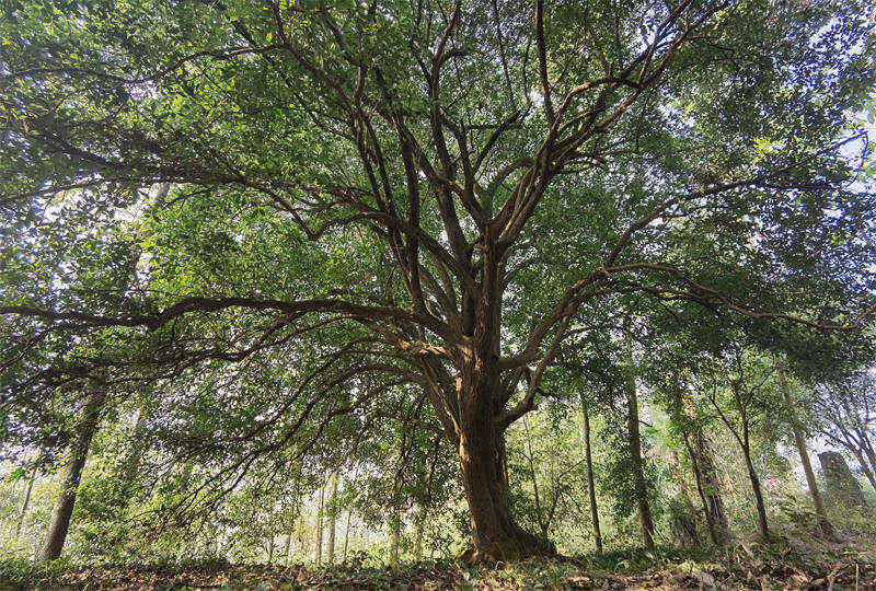 Descubren un árbol de Osmanthus de 560 a?os en el centro de China