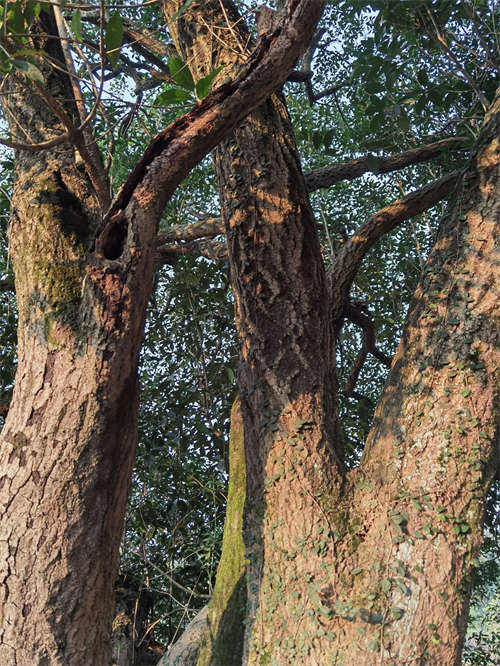 Descubren un árbol de Osmanthus de 560 a?os en el centro de China