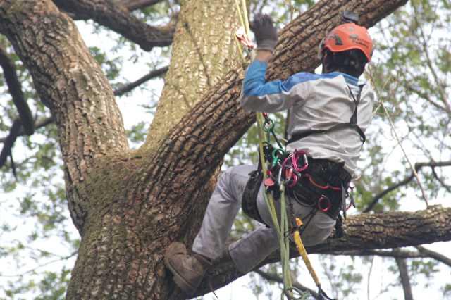 La escalada de árboles conquista cumbres en Hubei