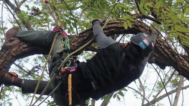 La escalada de árboles conquista cumbres en Hubei