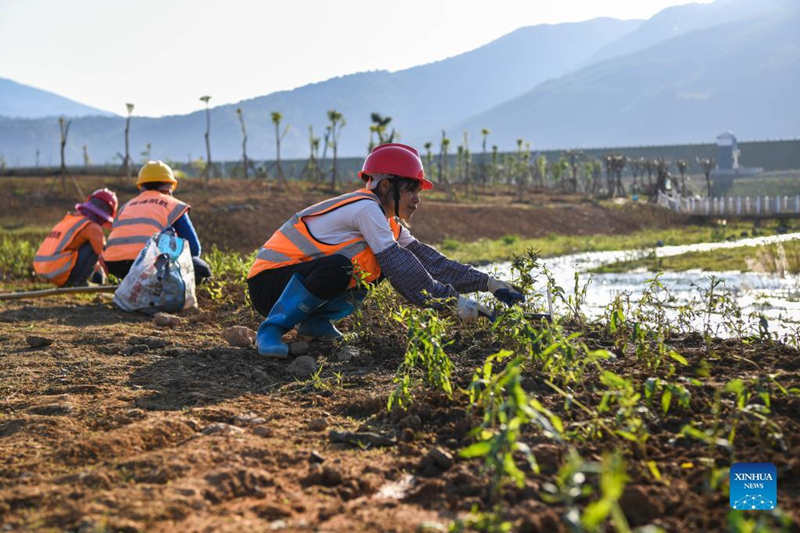 China construye un proyecto hidroeléctrico en un área de hábitat de peces en Guangxi