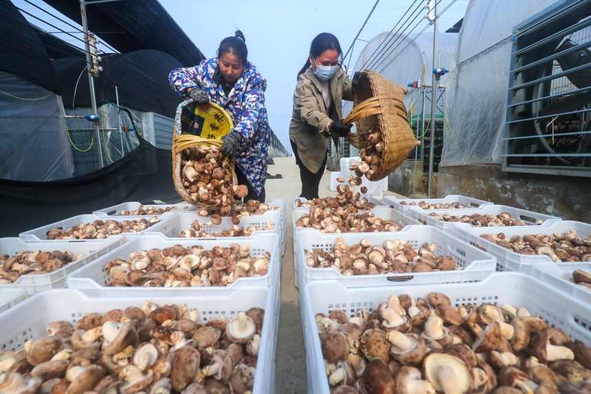 El cultivo de hongos shiitake enriquece a los habitantes de Henan