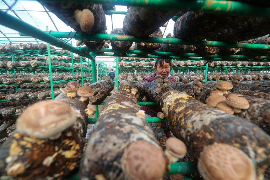 El cultivo de hongos shiitake enriquece a los habitantes de Henan