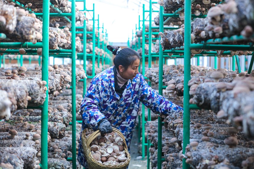 El cultivo de hongos shiitake enriquece a los habitantes de Henan