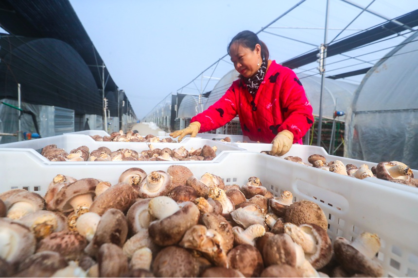 El cultivo de hongos shiitake enriquece a los habitantes de Henan