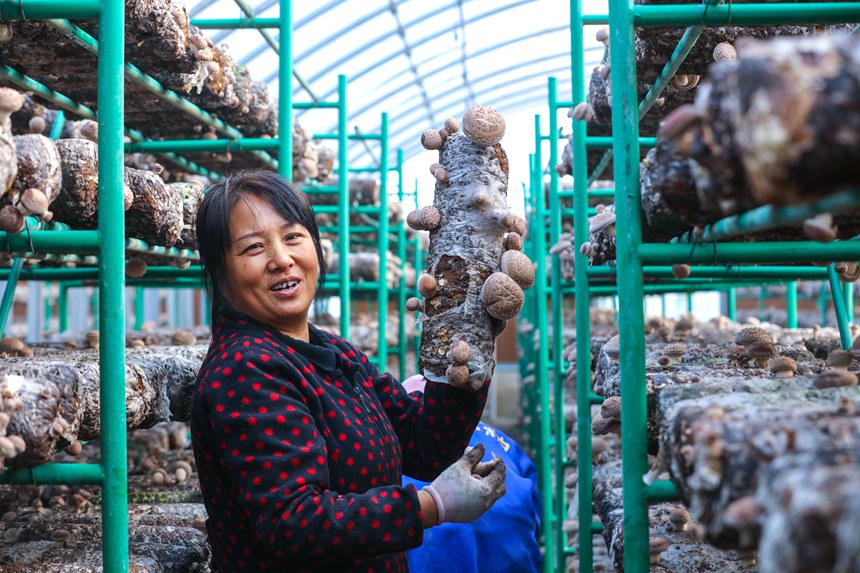 El cultivo de hongos shiitake enriquece a los habitantes de Henan