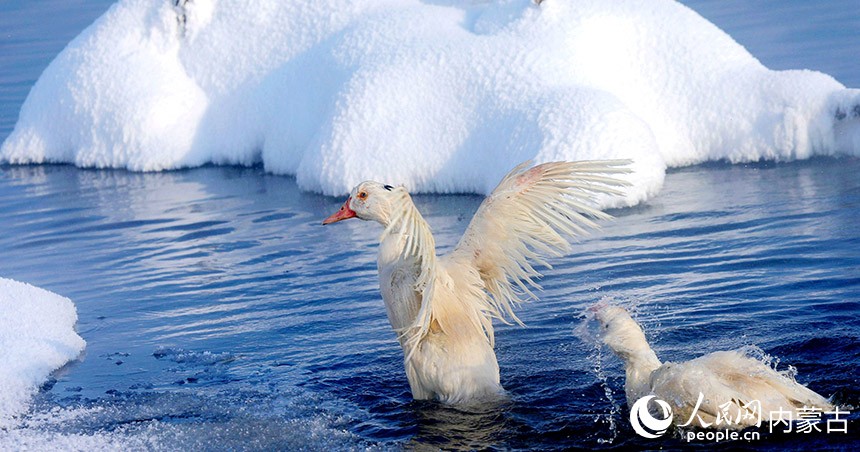 Maravillas del invierno: los ríos “no congelados” de Hulun Buir 