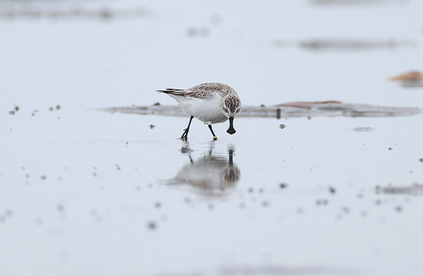 Un pájaro playero pico de cuchara con un anillo "C2" se alimenta en la bahía de Danzhou, provincia de Hainan, 24 de noviembre del 2021. (Foto: Shen You)