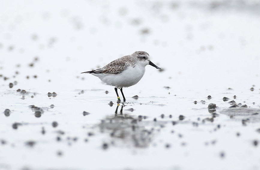 Un pájaro playero pico de cuchara con un anillo "C2" se alimenta en la bahía de Danzhou, provincia de Hainan, 24 de noviembre del 2021. (Foto: Shen You)