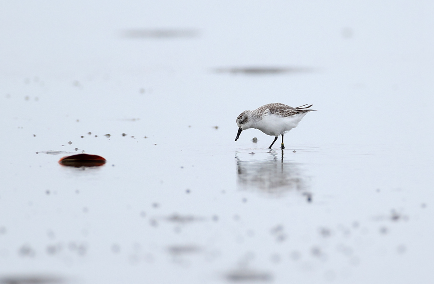 Un pájaro playero pico de cuchara con un anillo "C2" se alimenta en la bahía de Danzhou, provincia de Hainan, 24 de noviembre del 2021. (Foto: Shen You)