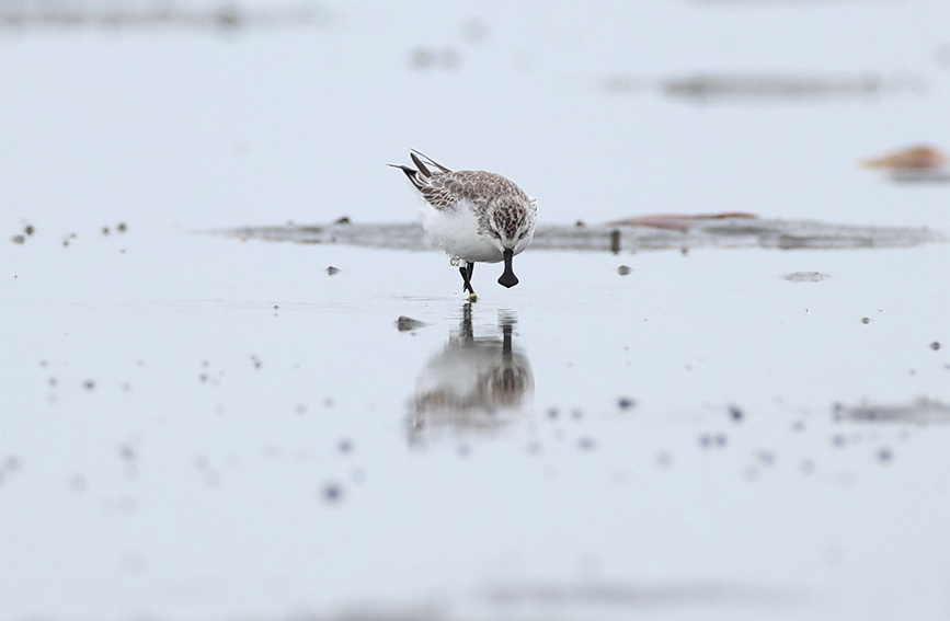 Un pájaro playero pico de cuchara con un anillo "C2" se alimenta en la bahía de Danzhou, provincia de Hainan, 24 de noviembre del 2021. (Foto: Shen You)