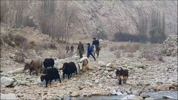 Amir Mehmetsabir y los miembros de su familia guían yaks. (Foto; Tahirjan Kerimjan)