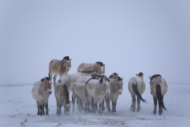 La población china de caballos Przewalski ya supera los 700 ejemplares. [Foto: proporcionada a Chinadaily.com.cn]