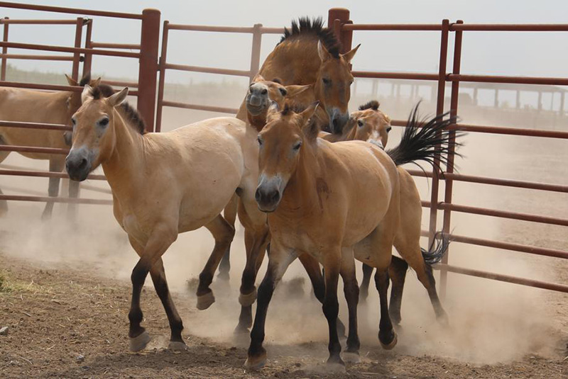 La población china de caballos Przewalski ya supera los 700 ejemplares. [Foto: proporcionada a Chinadaily.com.cn]