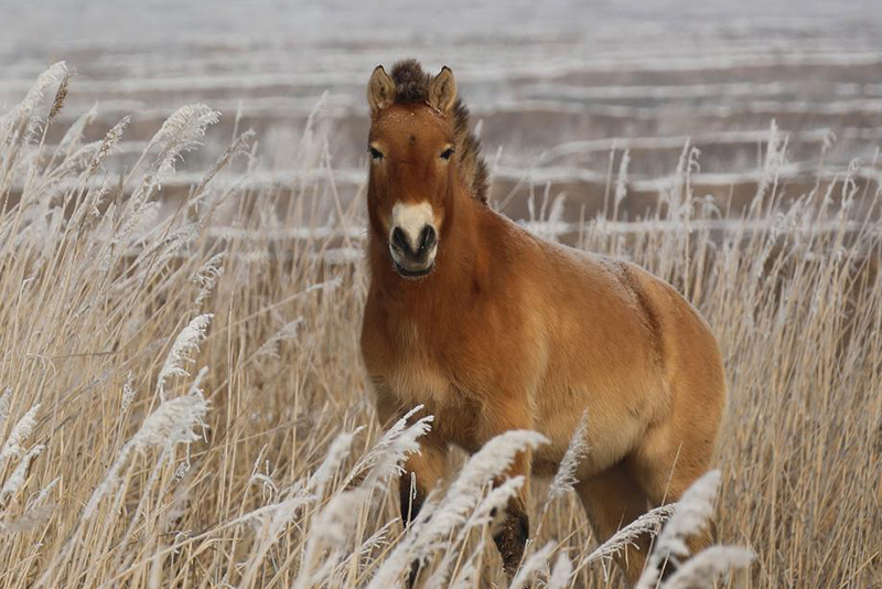 La población china de caballos Przewalski ya supera los 700 ejemplares. [Foto: proporcionada a Chinadaily.com.cn]