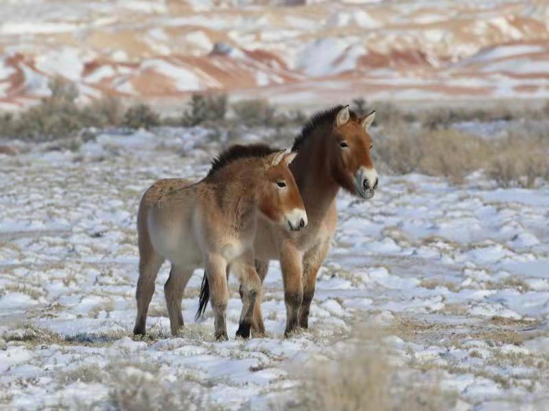 La población china de caballos Przewalski ya supera los 700 ejemplares. [Foto: proporcionada a Chinadaily.com.cn]