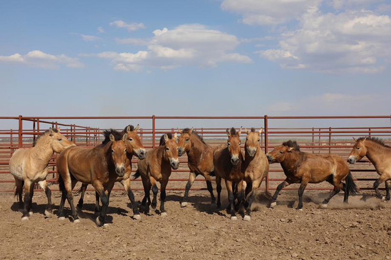 La población china de caballos Przewalski ya supera los 700 ejemplares. [Foto: proporcionada a Chinadaily.com.cn]