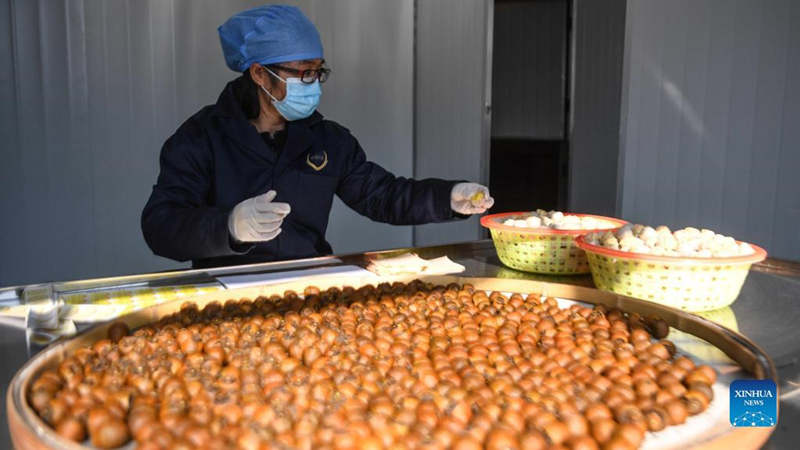 Guangxi promueve el negocio de siembra de kumquat para aumentar los ingresos de los agricultores locales