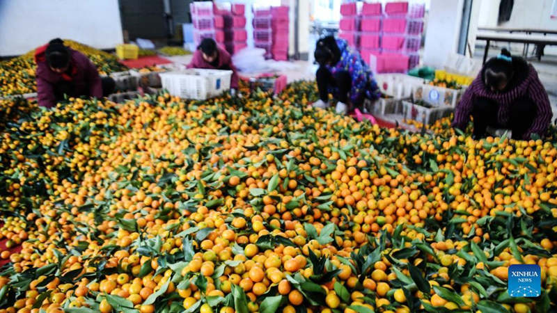 Guangxi promueve el negocio de siembra de kumquat para aumentar los ingresos de los agricultores locales