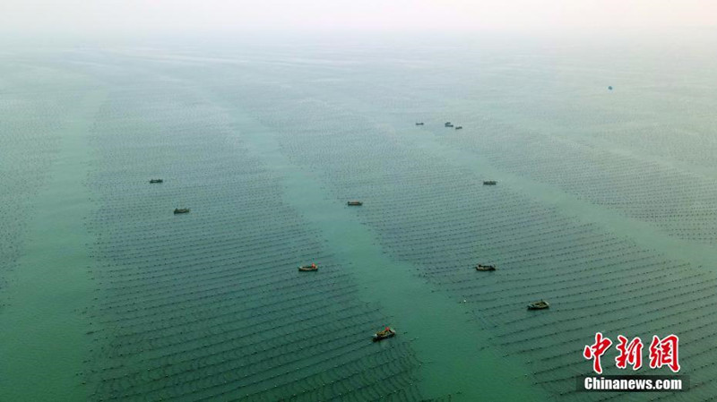 Rongcheng en Shandong: finaliza la "plantación de plántulas de arroz" en las granjas marinas