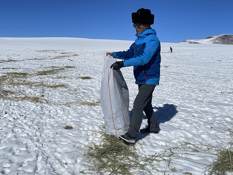 Un oficial de patrulla deja comida para antílopes tibetanos hambrientos en el condado Gerze de la región autónoma del Tíbet. [Foto proporcionada a Chinadaily.com.cn]