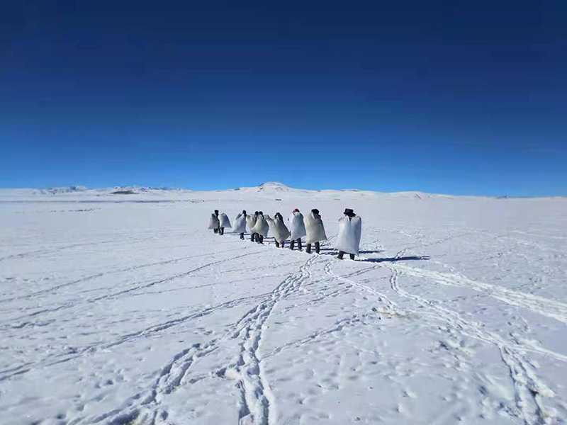 Los oficiales de la patrulla ambiental llevan comida para los antílopes tibetanos recientemente en el condado Gerze de la región autónoma del Tíbet. [Foto proporcionada a Chinadaily.com.cn]