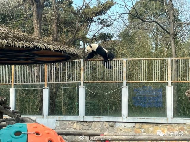 Un panda gigante se escapa de la zona acotada en el zoológico de Beijing