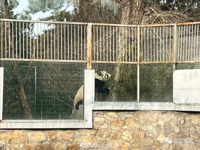 Un panda gigante se escapa de la zona acotada en el zoológico de Beijing