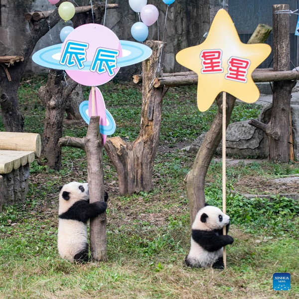 El zoológico de Chongqing celebra la ceremonia de nombramiento de los pandas gigantes gemelos